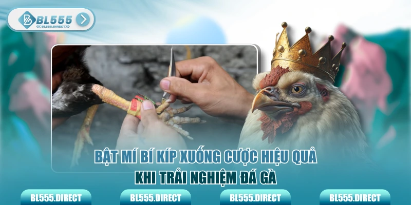Bật mí bí kíp xuống cược hiệu quả khi trải nghiệm đá gà