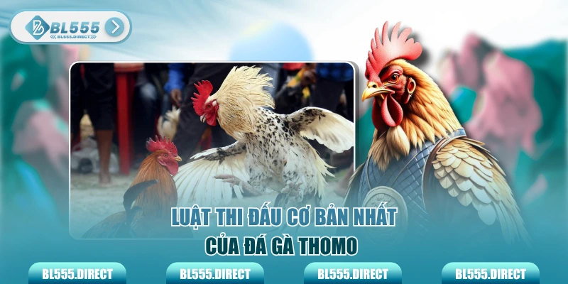 Luật thi đấu cơ bản nhất của đá gà Thomo 